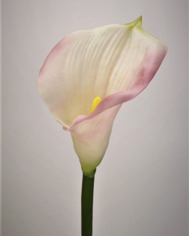 Калла "Пикассо" для интерьерного декора