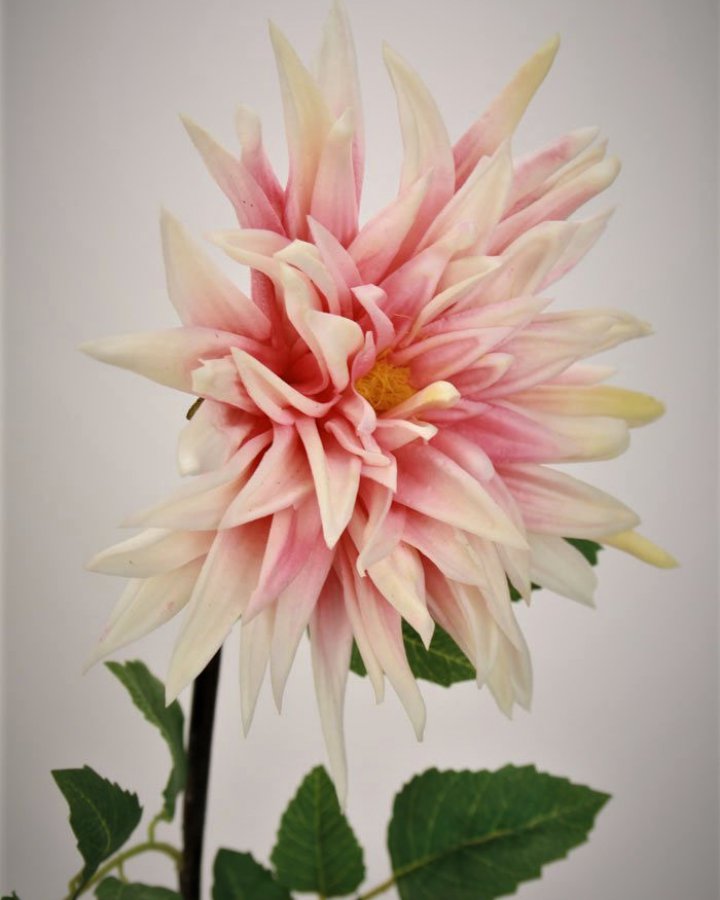 Хризантема "Кастелли" для интерьерного декора