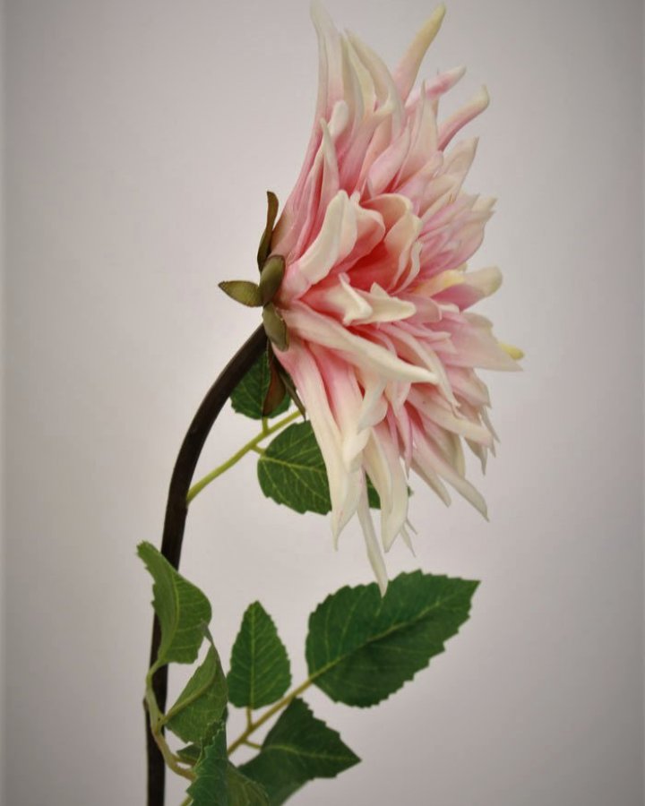 Хризантема "Кастелли" для интерьерного декора