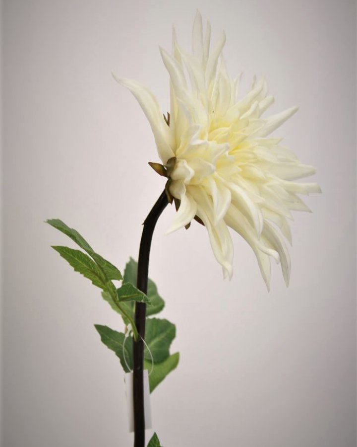 Хризантема "Кастелли" для интерьера