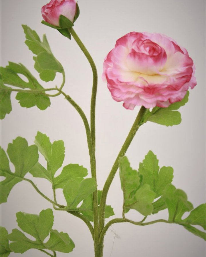 Лютик персидский (ранункулюс) для декора интерьера