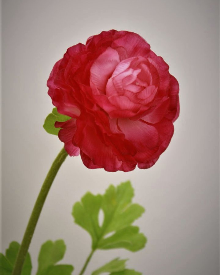 Лютик персидский (ранункулюс) для интерьерного декора