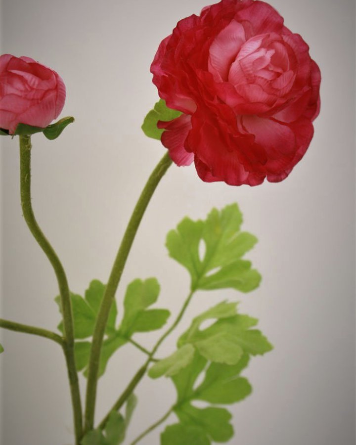 Лютик персидский (ранункулюс) для интерьерного декора