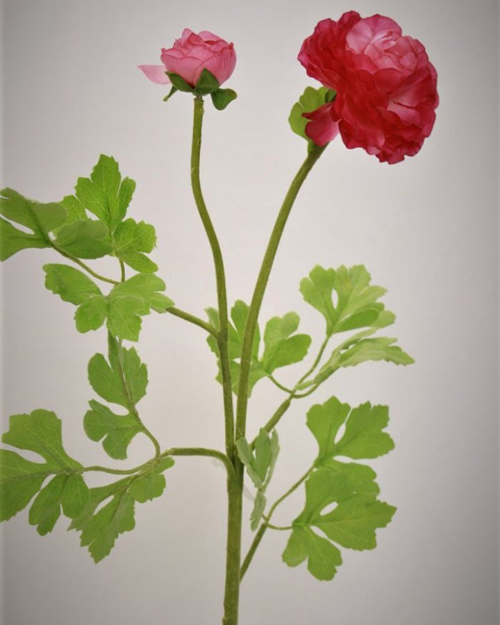 Лютик персидский (ранункулюс) для интерьерного декора