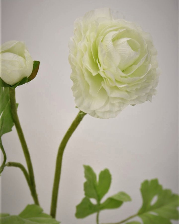 Лютик персидский (ранункулюс) для декора интерьера