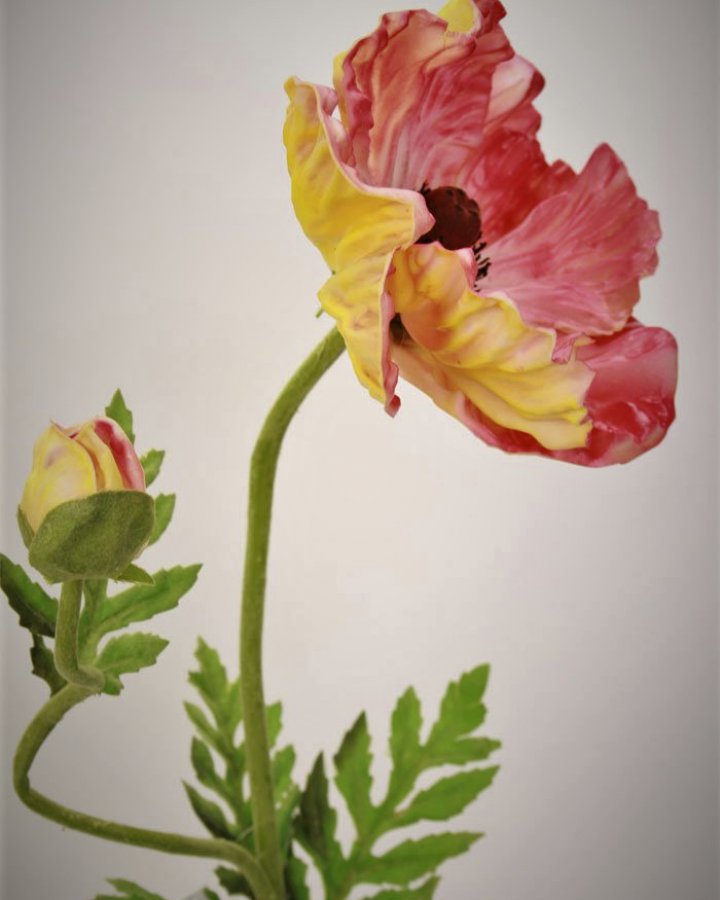 Мак восточный "Медальон" для интерьерного декора