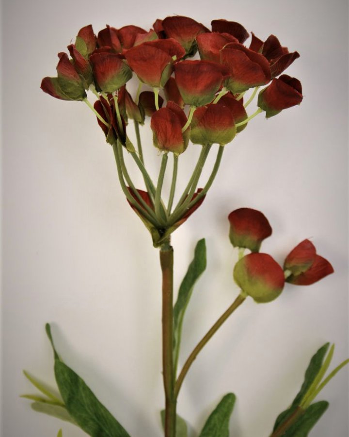 Молочай кипарисовый для интерьерного декора