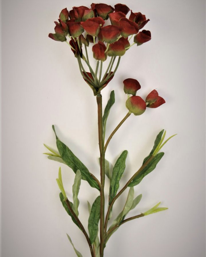 Молочай кипарисовый для интерьерного декора