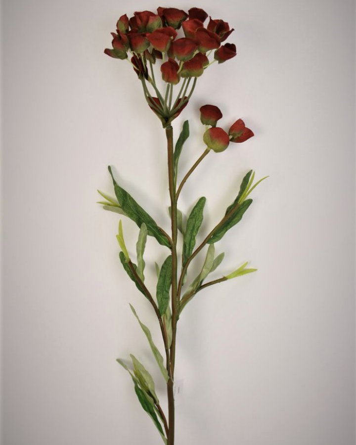 Молочай кипарисовый для интерьерного декора