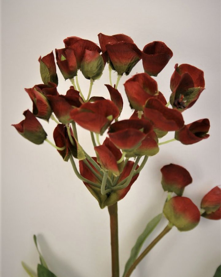 Молочай кипарисовый для интерьерного декора