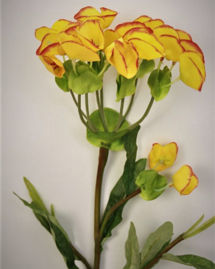 Молочай кипарисовый для декора интерьера