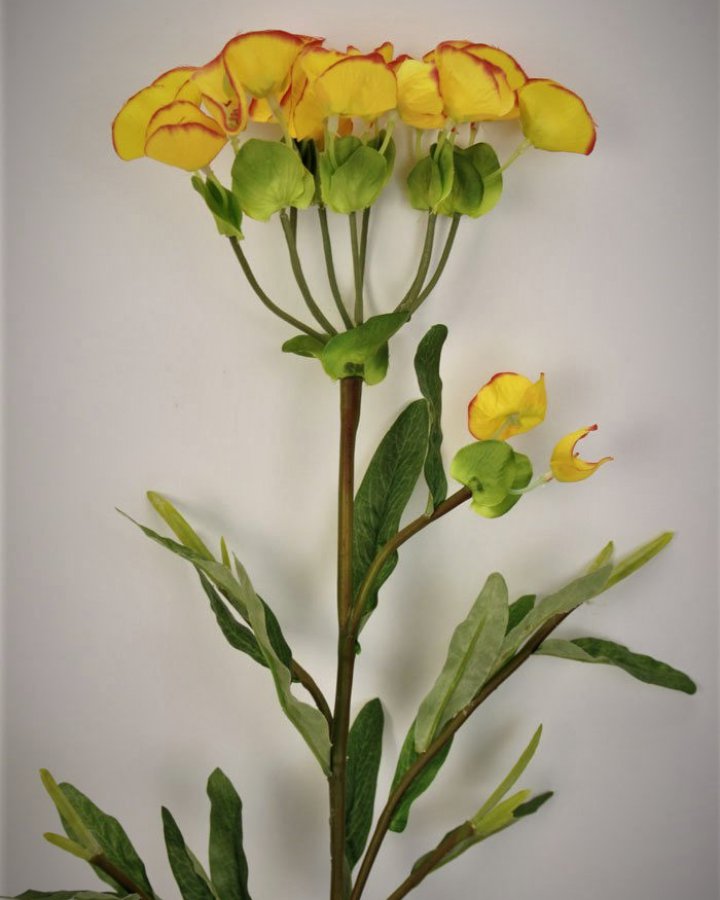 Молочай кипарисовый для декора интерьера