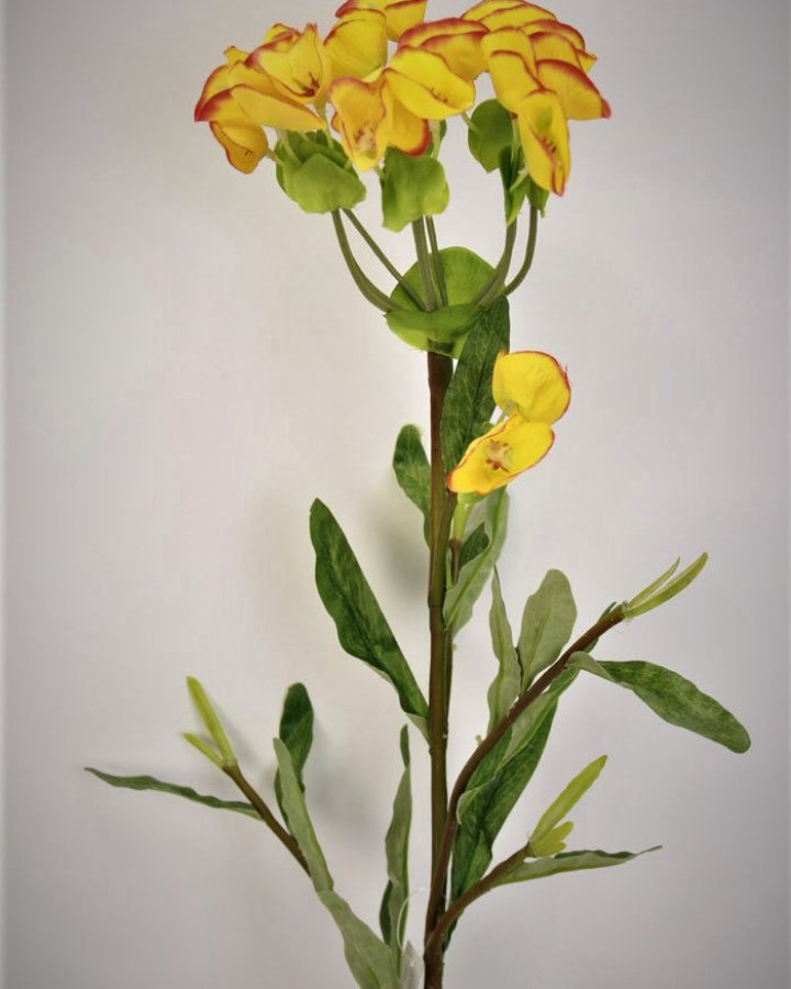 Молочай кипарисовый для декора интерьера