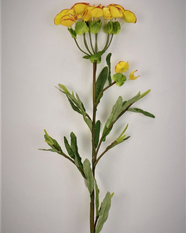 Молочай кипарисовый для декора интерьера