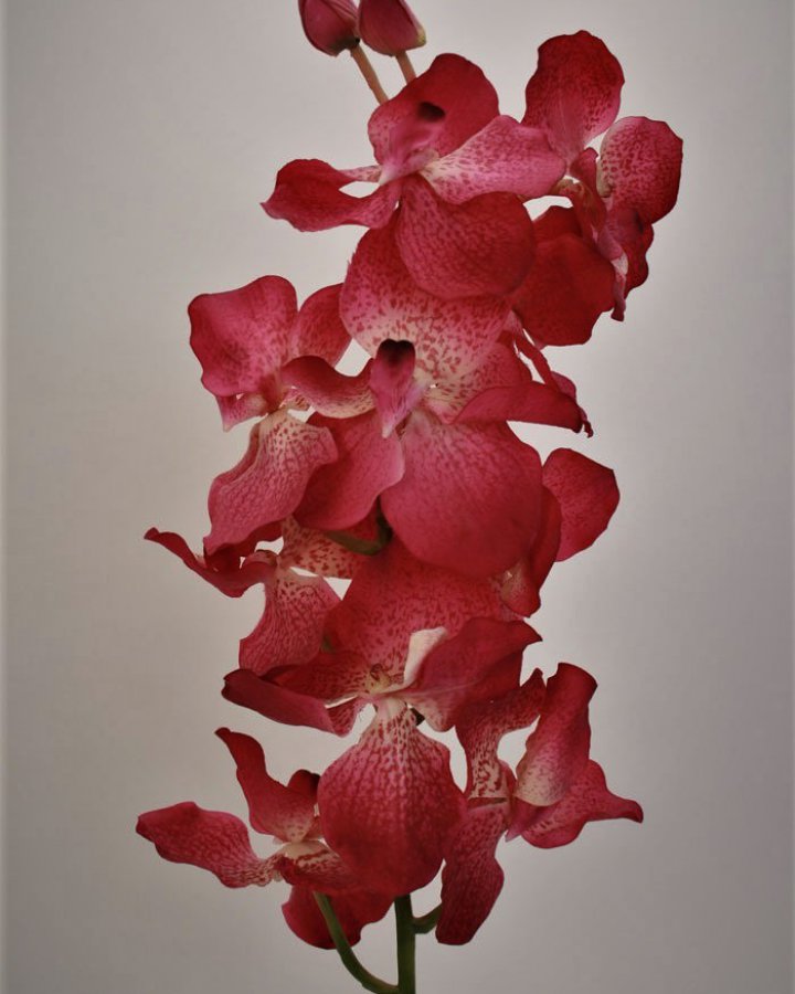 Ванда "Сандериана" для интерьерного декора