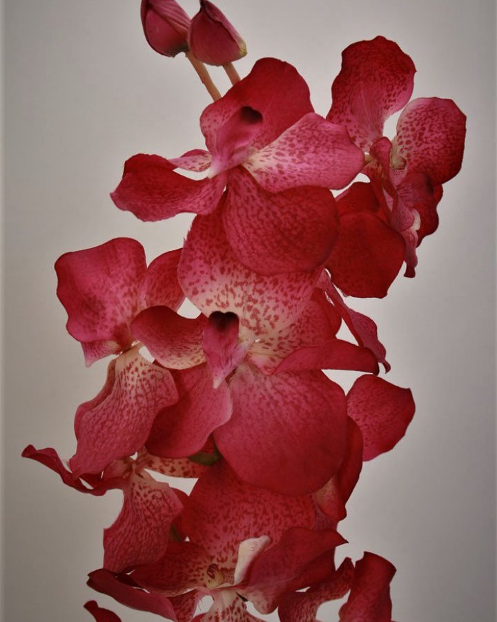 Ванда "Сандериана" для интерьерного декора