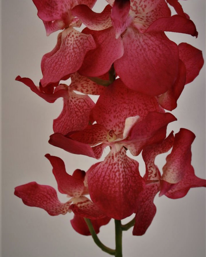 Ванда "Сандериана" для интерьерного декора