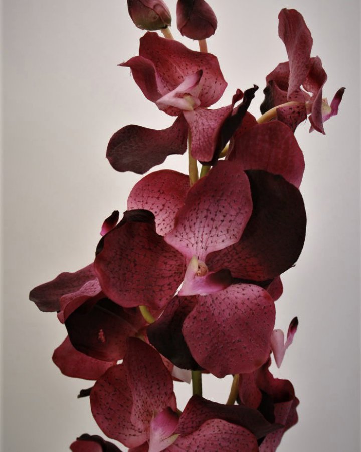 Ванда "Сандериана" для декора