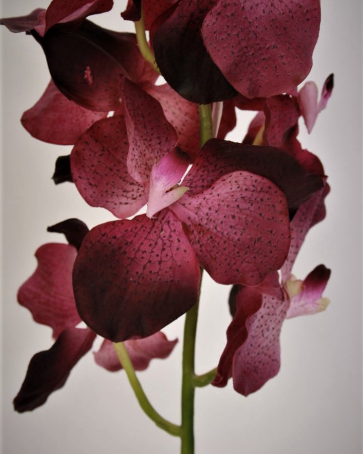 Ванда "Сандериана" для декора