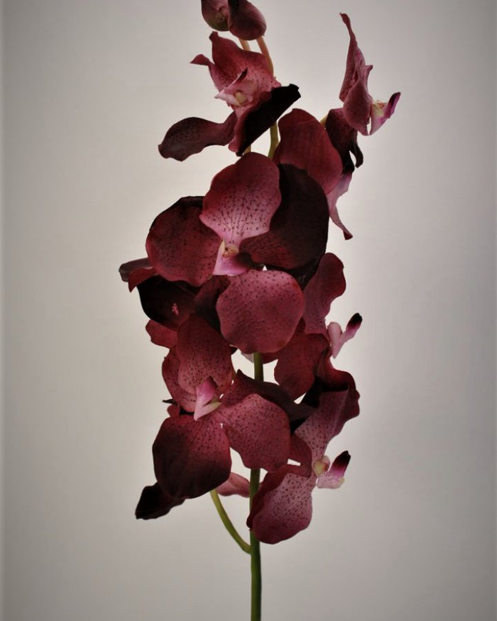 Ванда "Сандериана" для декора