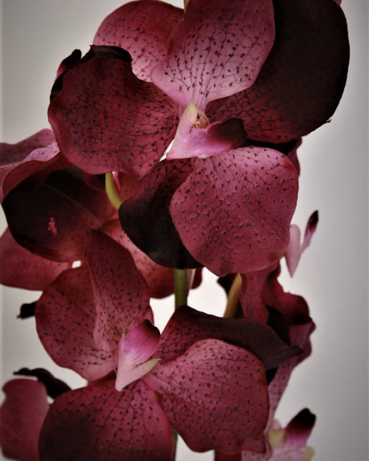 Ванда "Сандериана" для декора