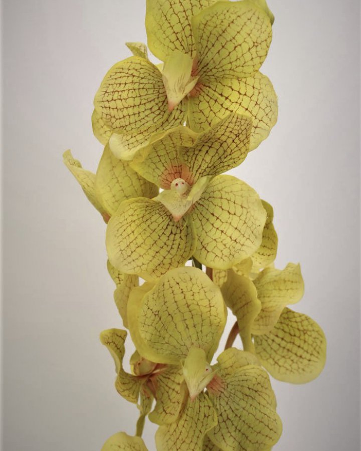 Ванда "Сандериана" для декора интерьера