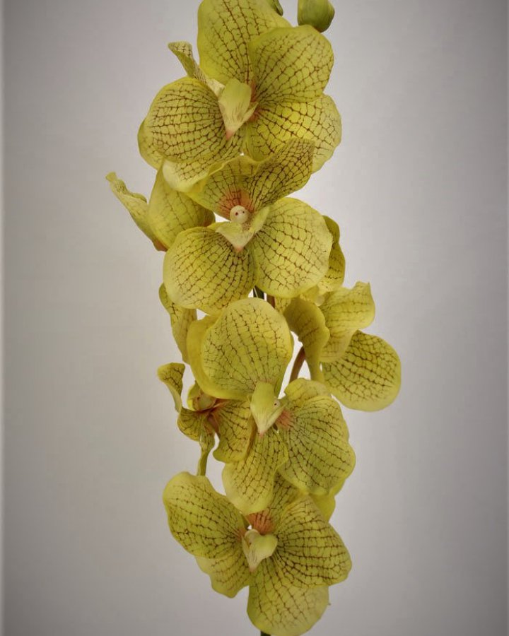 Ванда "Сандериана" для декора интерьера