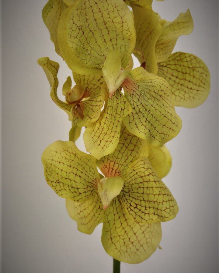 Ванда "Сандериана" для декора интерьера