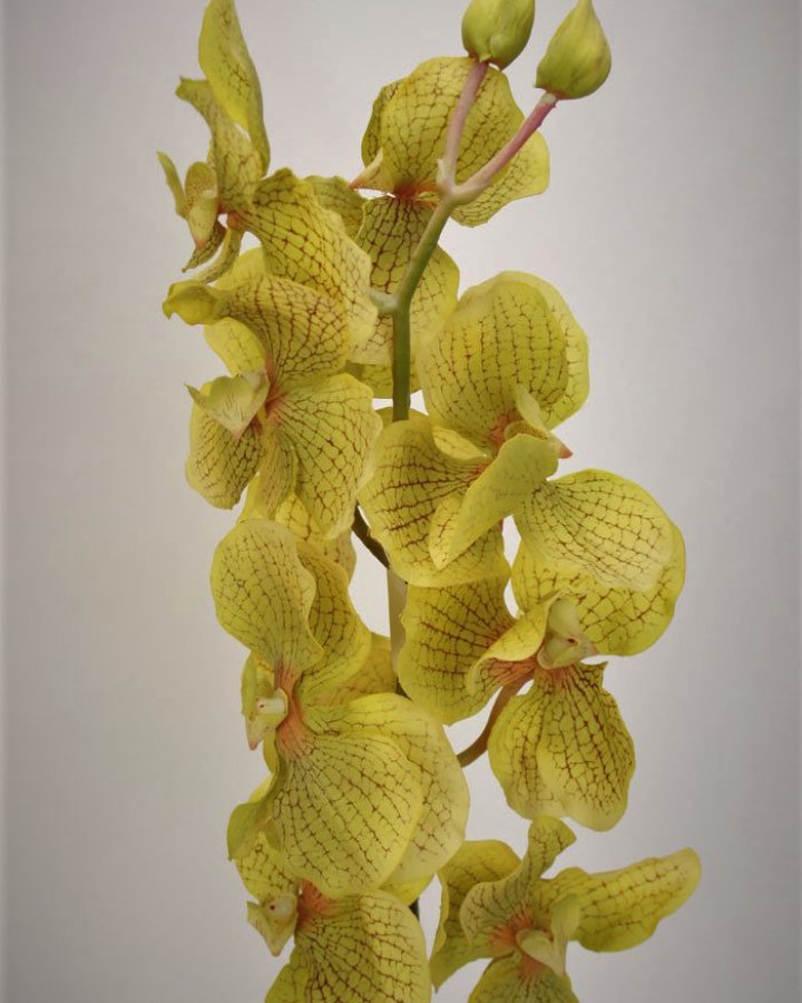 Ванда "Сандериана" для декора интерьера