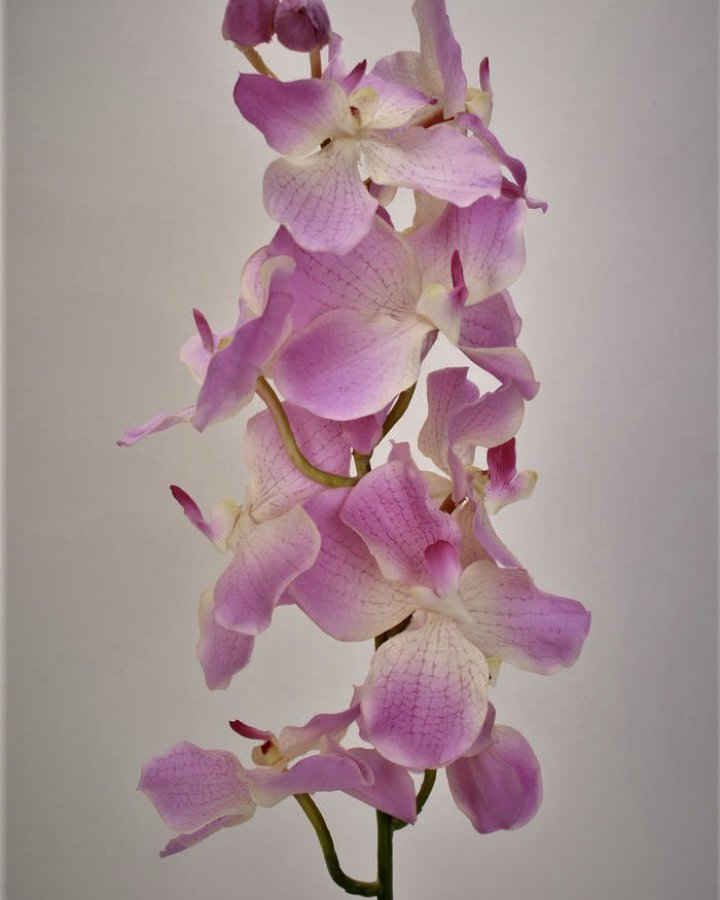 Ванда "Сандериана" для интерьерного декора