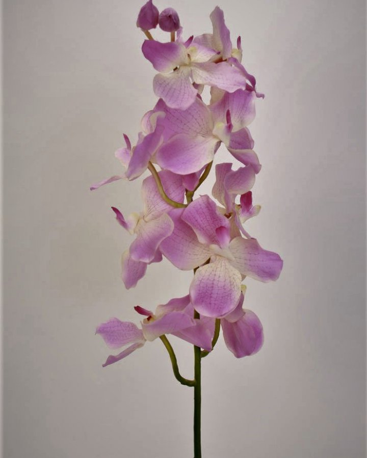 Ванда "Сандериана" для интерьерного декора