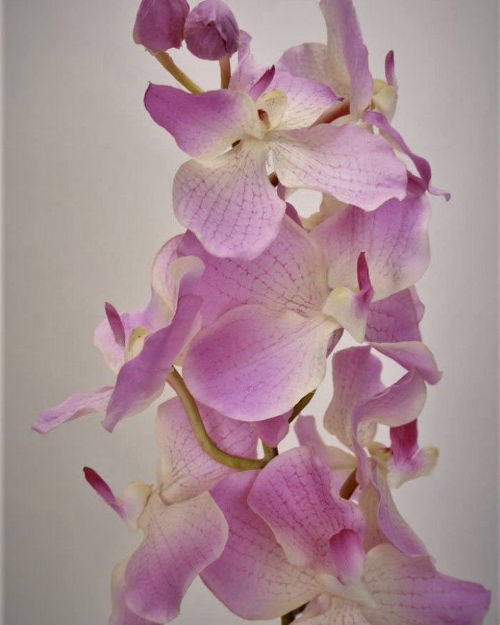 Ванда "Сандериана" для интерьерного декора