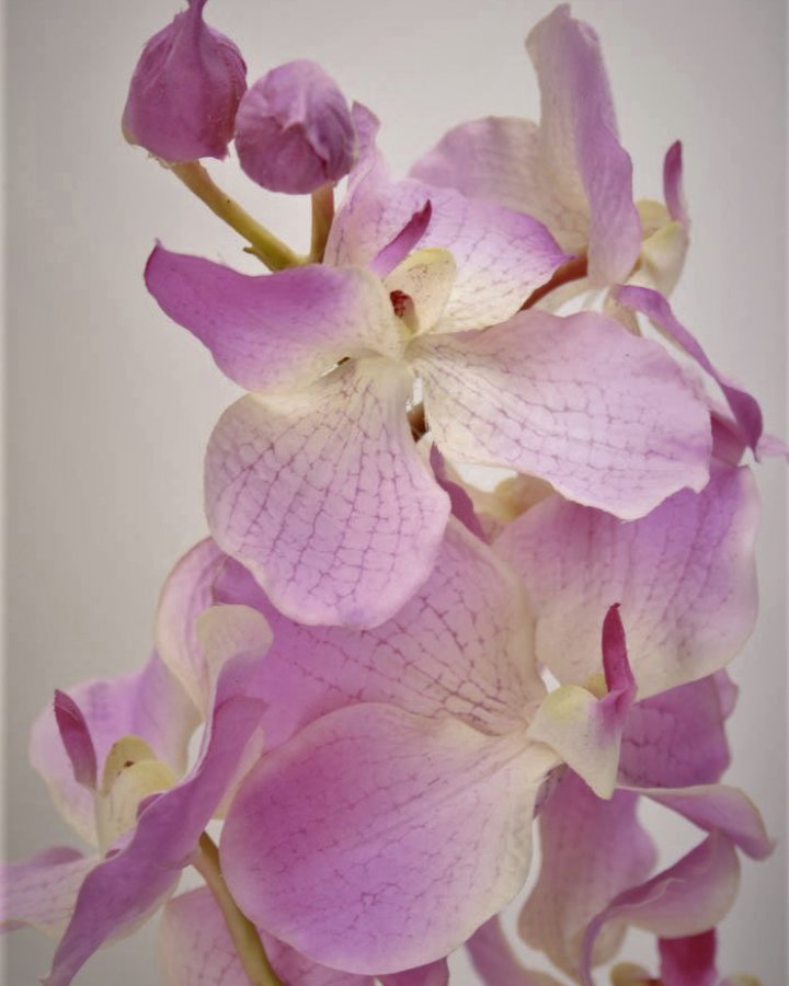 Ванда "Сандериана" для интерьерного декора