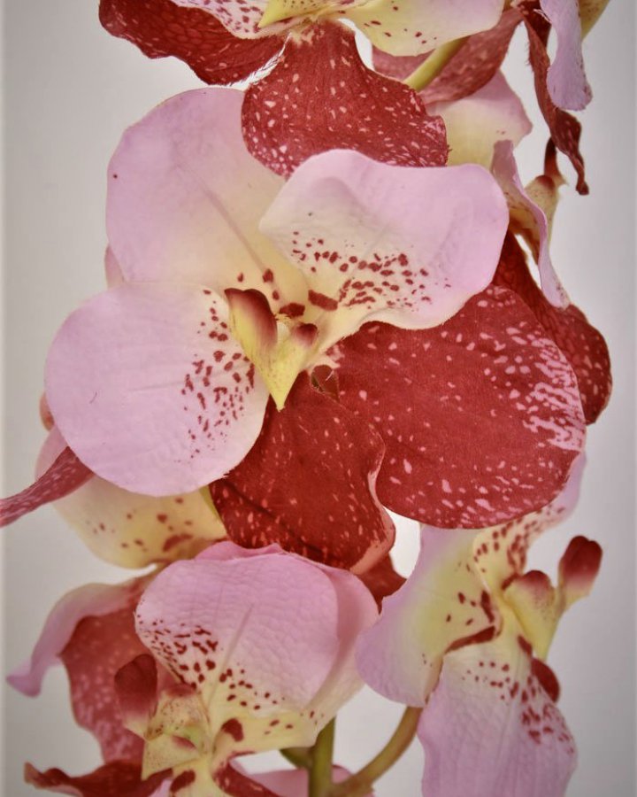 Ванда "Сандериана" для интерьера