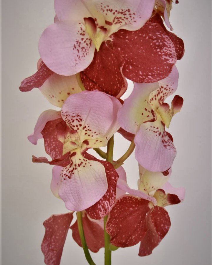 Ванда "Сандериана" для интерьера