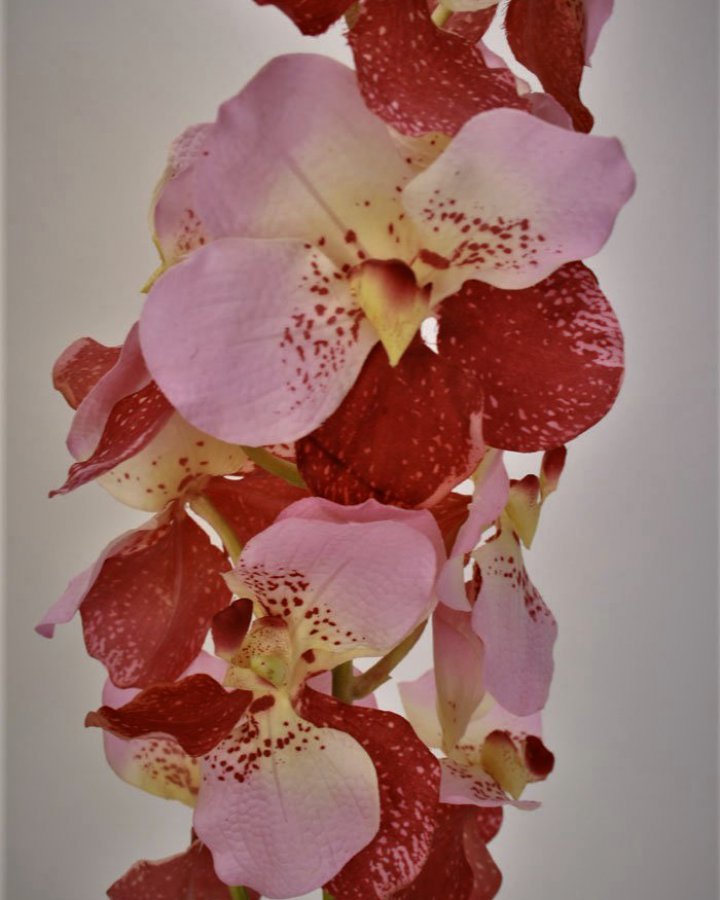 Ванда "Сандериана" для интерьера