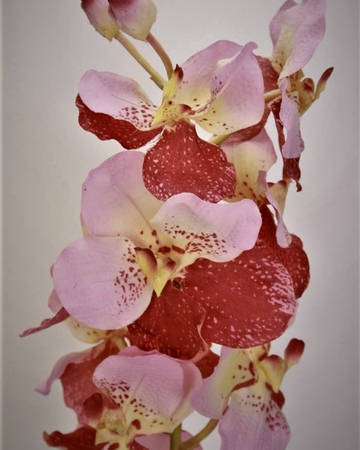 Ванда "Сандериана" для интерьера