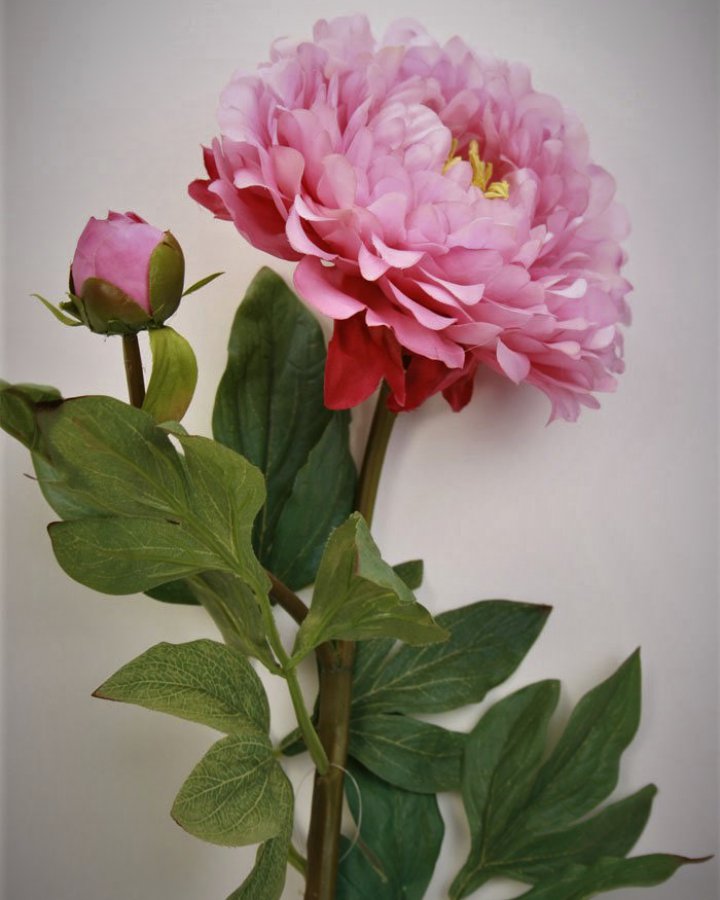 Пион "Биг Бен" для декора