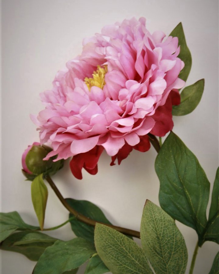 Пион "Биг Бен" для декора