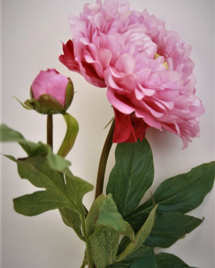 Пион "Биг Бен" для декора