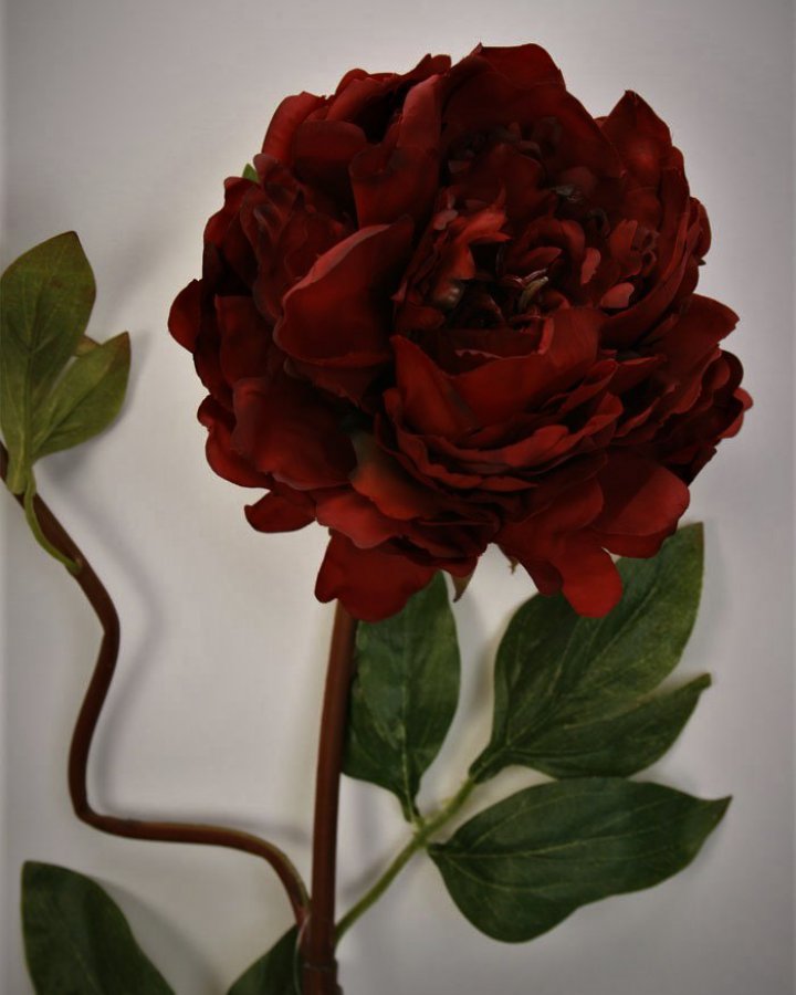 Пион "Роялс" для декора в стиле ретро