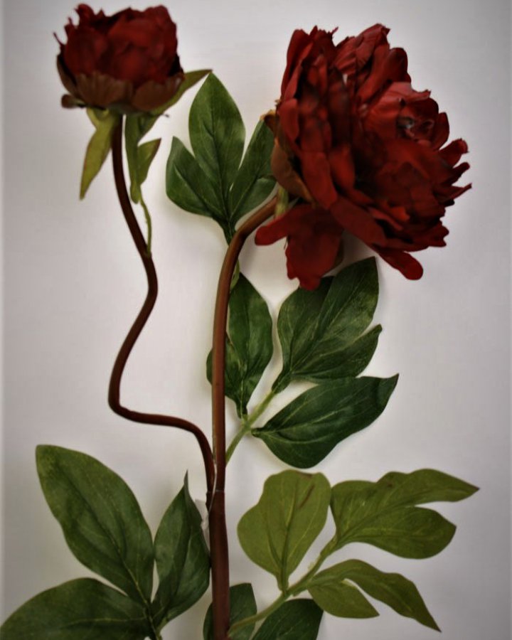 Пион "Роялс" для декора в стиле ретро