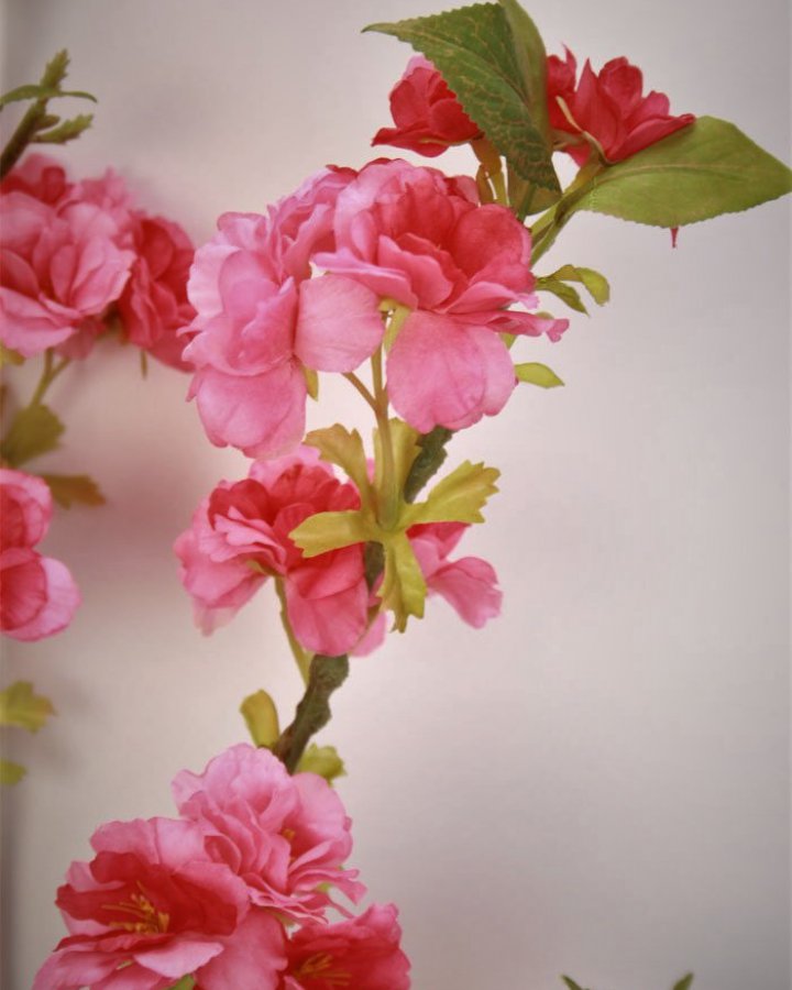 Сакура "Кванзан" для интерьера