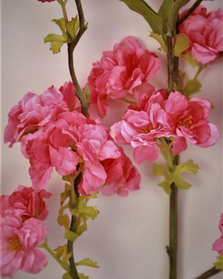 Сакура "Кванзан" для интерьера