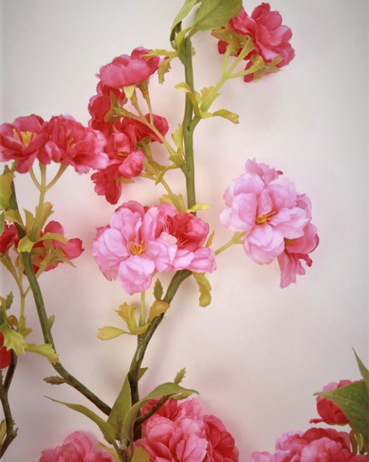 Сакура "Кванзан" для интерьера