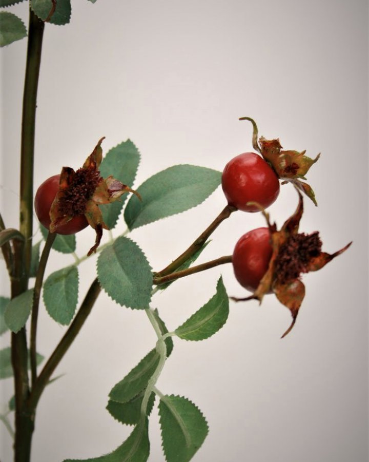 Шиповник для декора интерьера