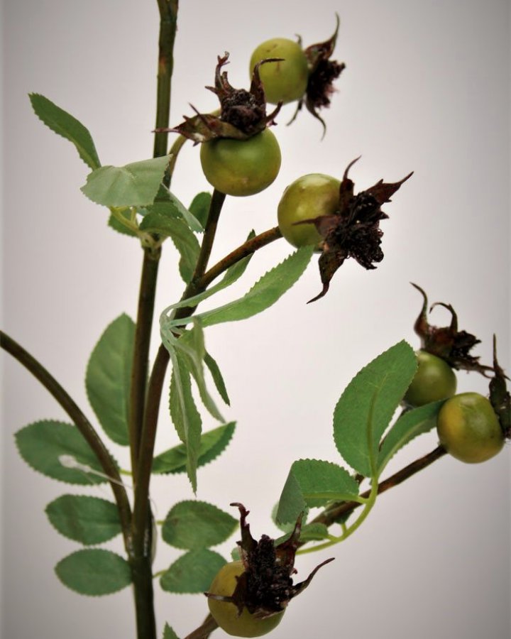 Шиповник для интерьерного декора