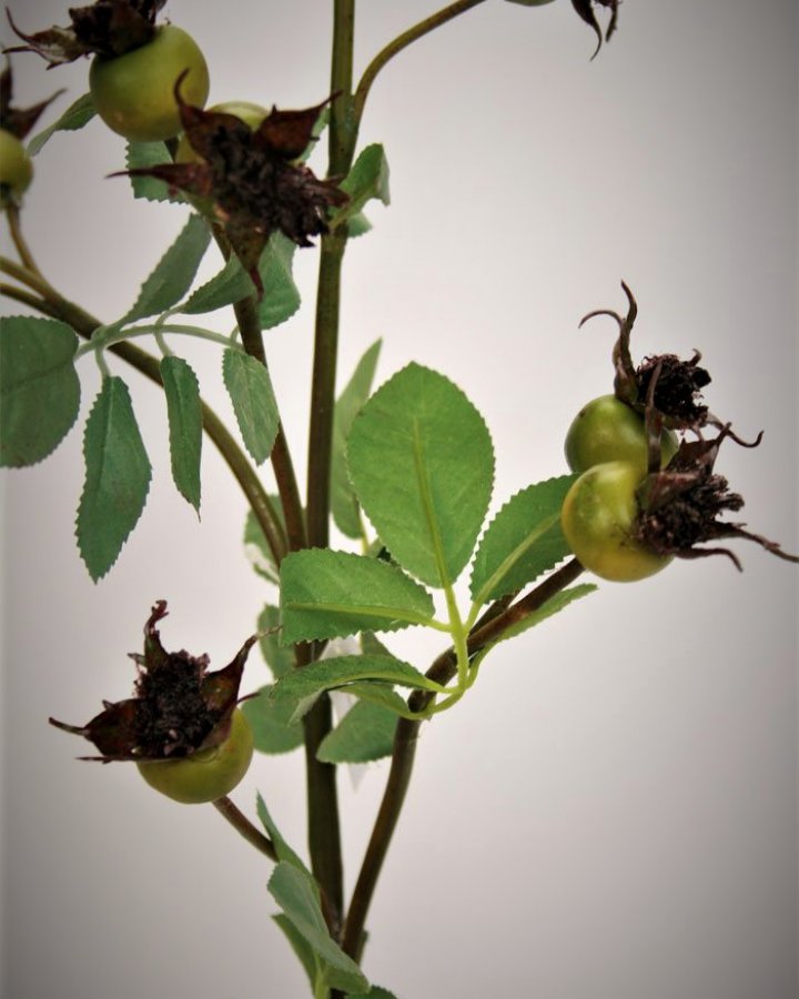 Шиповник для интерьерного декора