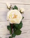 Роза спрей с двумя бутонами 