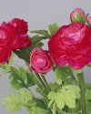 Лютик персидский (ранункулюс) для интерьерного декора